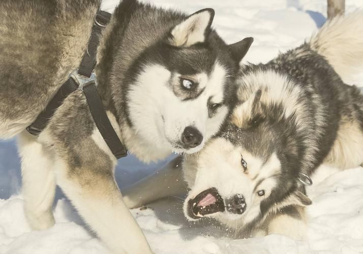 Автобус| Зимние каникулы в Карелии: Новый год в лесу, на берегу озера и в деревянном доме из Ижевска