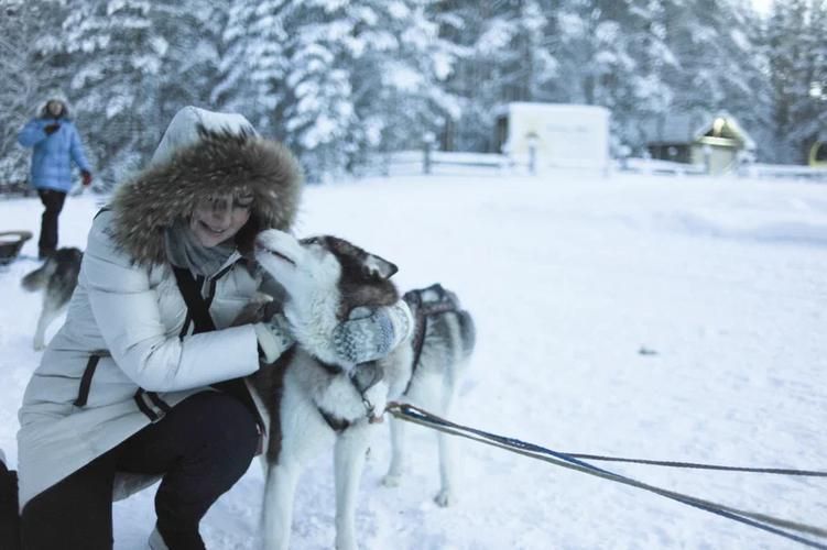 У хаски на выходных: уют, природа и радость общения