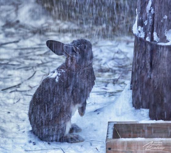 Автобус| Новогодние чудеса на Кудыкиной Горе — для всей семьи из Нижнего Новгорода